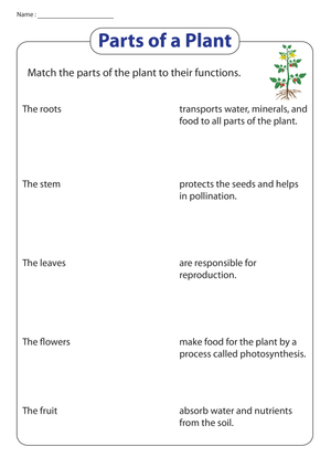 Essential Parts of a Plant Worksheet | Grade 2-3 Ready