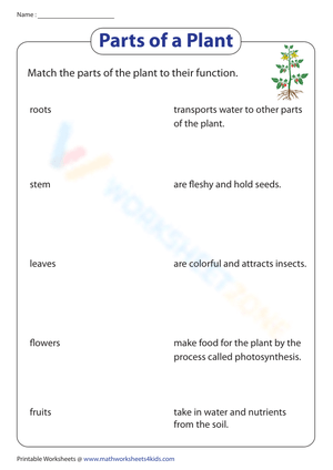 Match the parts of the plant to their functions worksheet