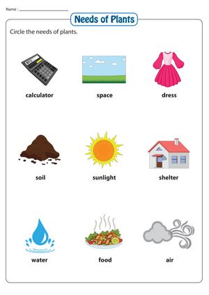 Plant Needs Worksheet for Young Learners
