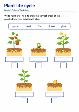 Essential Plant Life Cycle Worksheet | Grade 1 Science