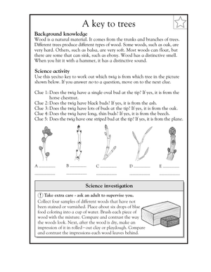 Grade 3 Tree Identification — Essential Printable Worksheet