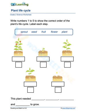 Life Cycle of Plants