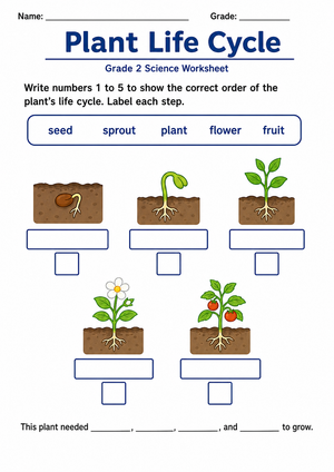 Essential Plant Life Cycle Worksheet | Grade 2 Science