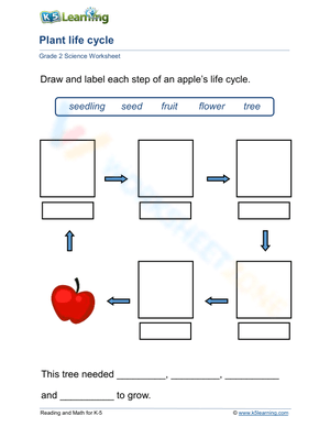 From seedling to fruit