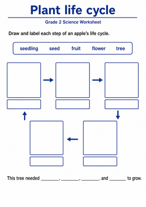 Grade 2 Plant Life Cycle — Printable No-Prep Worksheet