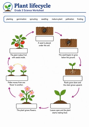 Grade 3 Plant Lifecycle — Printable No-Prep Worksheet