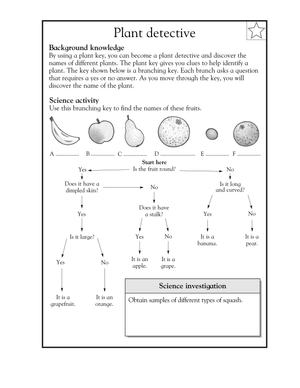 Essential Fruit Detective: Branching Key Worksheet Grade 3-4