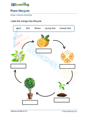 Plant lifecycle: orange tree