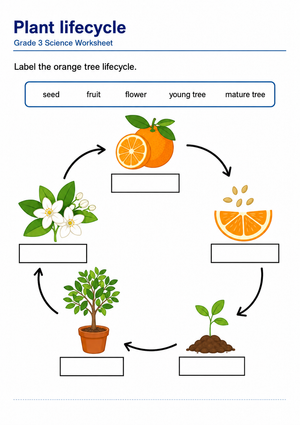 Essential Grade 3 Orange Tree Lifecycle Worksheet