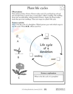 Dandelion Life Cycle Sequencing Worksheet
