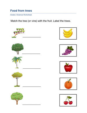 Grade 2 Trees and Fruits — Printable No-Prep Worksheet