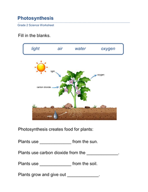 Essential Photosynthesis Worksheet | Grade 2 Science