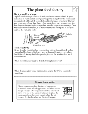 Grade 5 Photosynthesis — Essential No-Prep Worksheet