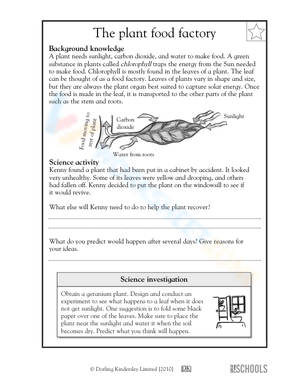 How plants make food
