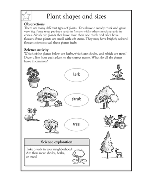 Plant Shapes and Sizes Worksheet | Essential Grade 2 Science
