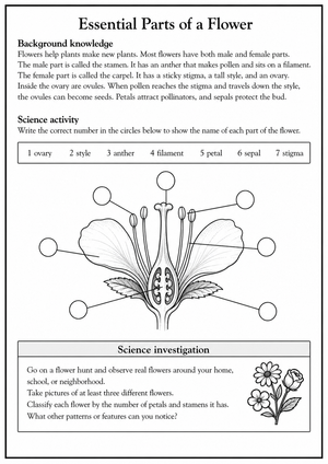 Essential Parts of a Flower Worksheet | Grade 5 Ready