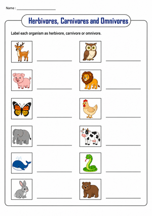 Grade 3 Animal Diets — Printable No-Prep Worksheet