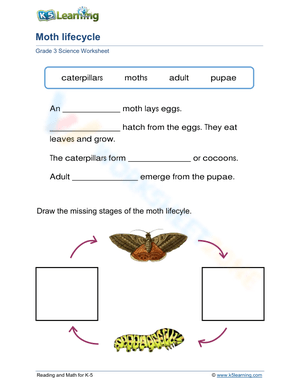 Moth Life Cycle Fill-in-the-Blank and Drawing Worksheet