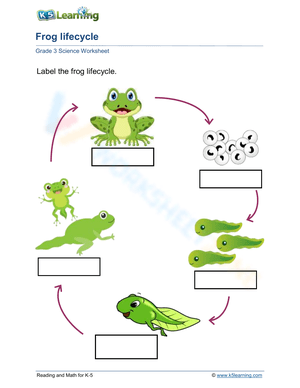 Labeling the Frog Life Cycle Diagram