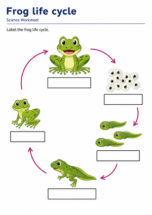 Grade 3 Frog Life Cycle — Printable No-Prep Worksheet