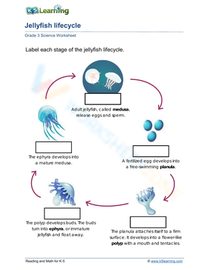 Jellyfish lifecycle