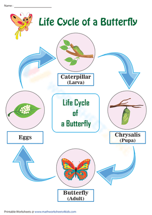 Essential Life Cycle of a Butterfly Chart | Grade 1 Science