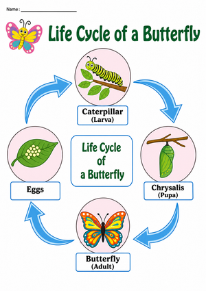Printable Butterfly Life Cycle Chart | Grade 1 Science