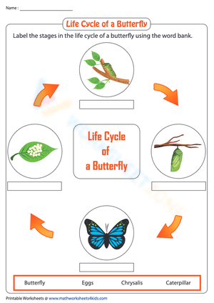 Life Cycle of a Butterfly: Labeling the Four Stages