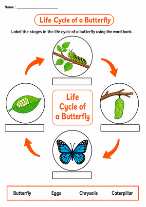 Grade 1 Butterfly Life Cycle — Printable No-Prep Worksheet