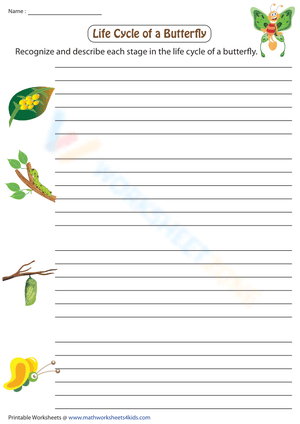 Butterfly Metamorphosis