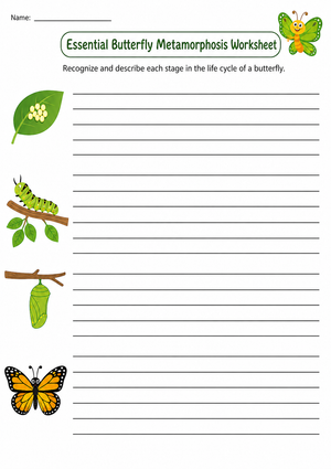 Printable Butterfly Life Cycle Worksheet | Grade 4-5