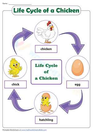 Chicken Life Cycle Chart