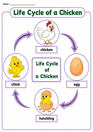 Chicken Life Cycle Chart — Printable Grade 1 Science