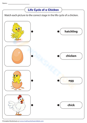 Grade 1 Chicken Life Cycle — Printable No-Prep Worksheet