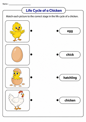Grade 1 Chicken Life Cycle — Printable No-Prep Worksheet