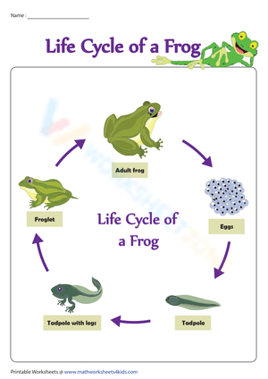 Essential Grade 2 Frog Life Cycle Chart | Printable