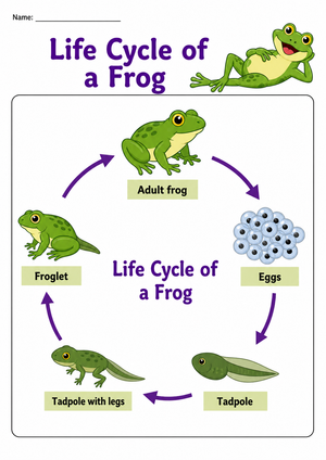 Essential Grade 2 Frog Life Cycle Chart | Printable