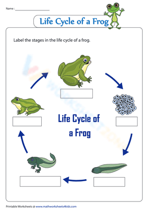 Frog Metamorphosis