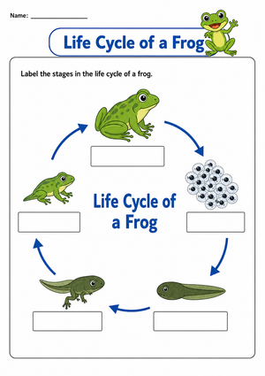 Printable Frog Life Cycle Worksheet | Grade 2 Science