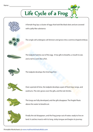 Life cycle of a frog - Fact sheet