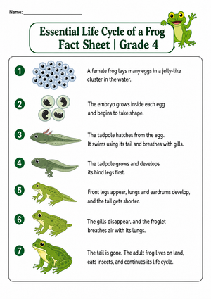 Essential Frog Life Cycle Fact Sheet | Grade 4 Ready