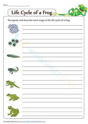 Life cycle of a frog - Description of stages