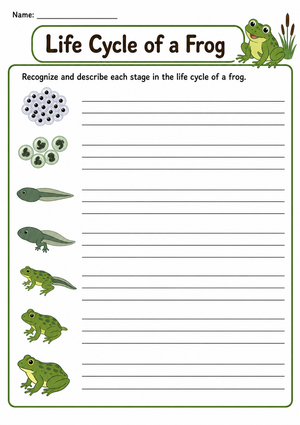 Printable Frog Life Cycle Worksheet | Grade 3