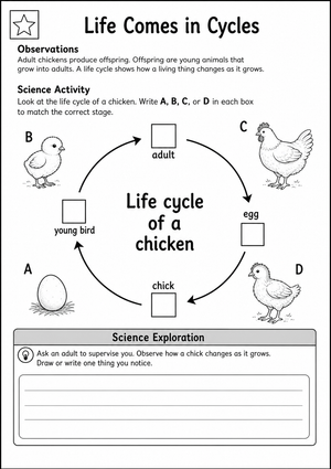 Essential Chicken Life Cycle Worksheet | Grade 2 Science