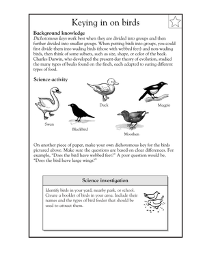 Essential Grade 5 Bird Dichotomous Key Printable Worksheet