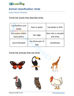 Grade 2 Bird Classification — Printable No-Prep Worksheet