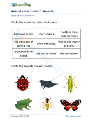 Animal classification: insects