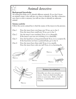 Printable Insect Dichotomous Key Worksheet | Grade 3 Science