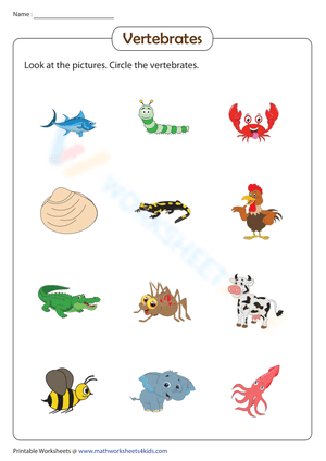 Identify & circle the vertebrates