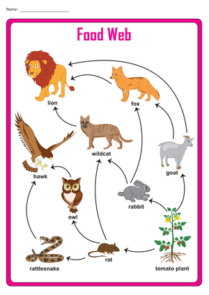 Essential Food Web Chart Worksheet | Grades 3-5 Science